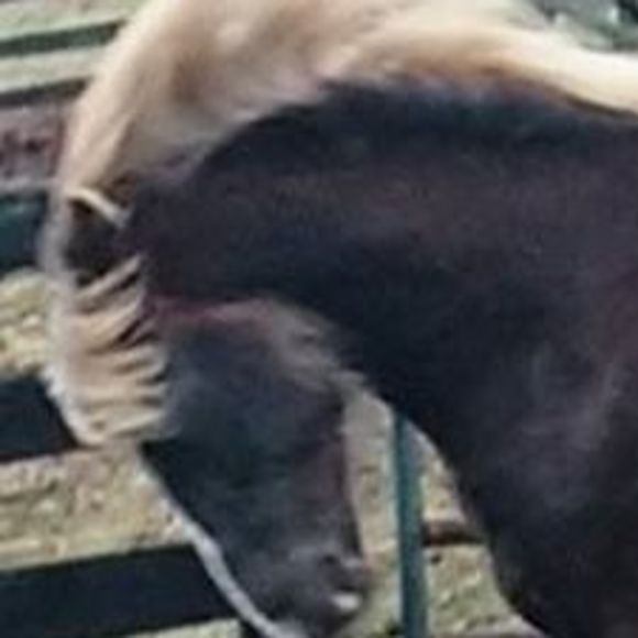 Meet your Posher, Rene - Picture 1 of 1